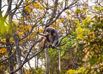 Rực rỡ mùa hoa lim xẹt trên bán đảo Sơn Trà