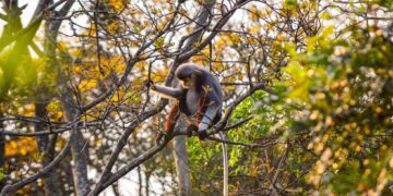 Rực rỡ mùa hoa lim xẹt trên bán đảo Sơn Trà