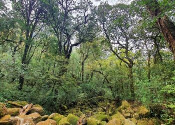 Chinh phục Putaleng, rừng già huyền bí ở Lai Châu