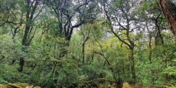 Chinh phục Putaleng, rừng già huyền bí ở Lai Châu