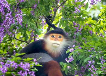 8 vườn quốc gia ấn tượng nhất Việt Nam