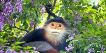 8 vườn quốc gia ấn tượng nhất Việt Nam