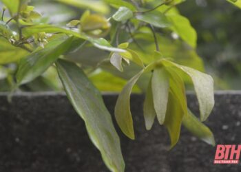 Dịu dàng hương hoa dẻ…