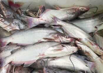 Săn loài cá dữ, giá nửa triệu đồng/kg chỉ có ở sông Đà