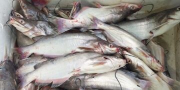 Săn loài cá dữ, giá nửa triệu đồng/kg chỉ có ở sông Đà