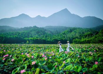 Vẻ đẹp hút mắt ở đầm sen Trà Lý xứ Quảng