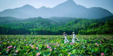 Vẻ đẹp hút mắt ở đầm sen Trà Lý xứ Quảng