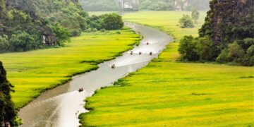 Mơ màng giữa sắc vàng thơ mộng của cánh đồng ‘đẹp nhất Việt Nam’ mùa lúa chín