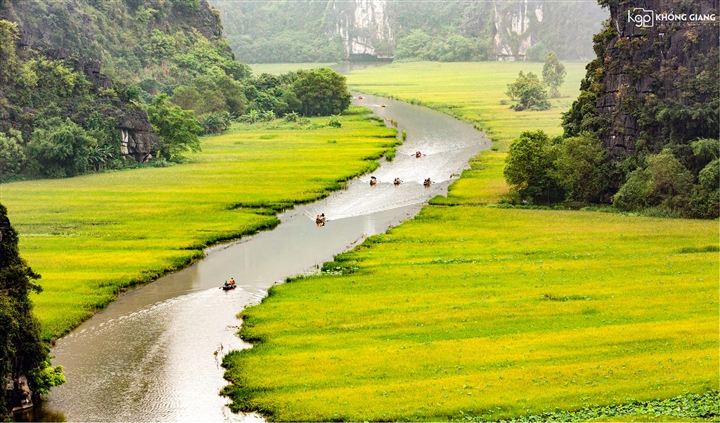 Mơ màng giữa sắc vàng thơ mộng của cánh đồng ‘đẹp nhất Việt Nam’ mùa lúa chín