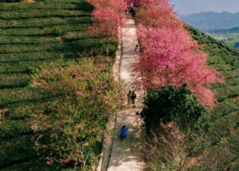 Đồi hoa anh đào ít người biết đến đang bung nở tuyệt đẹp ở cao nguyên Mộc Châu