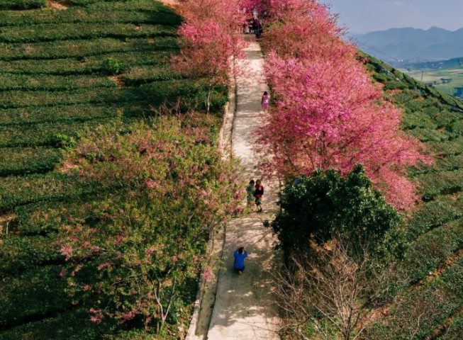 Đồi hoa anh đào ít người biết đến đang bung nở tuyệt đẹp ở cao nguyên Mộc Châu
