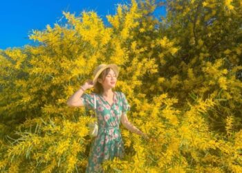 Phan Thiết mùa này rực màu hoa keo lá tràm, 1 bước chụp được khối ảnh triệu like