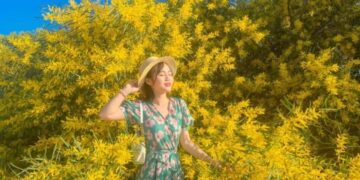 Phan Thiết mùa này rực màu hoa keo lá tràm, 1 bước chụp được khối ảnh triệu like