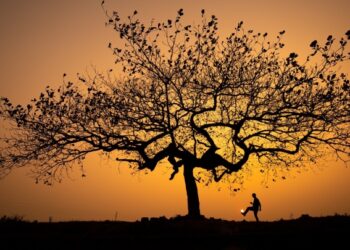 Chill cùng cây bàng cô đơn ở ngoại thành Hà Nội