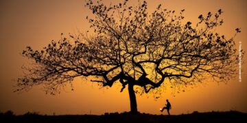 Chill cùng cây bàng cô đơn ở ngoại thành Hà Nội