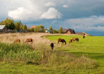 Cảnh đẹp mùa hè xanh mướt ở làng quê nước Nga