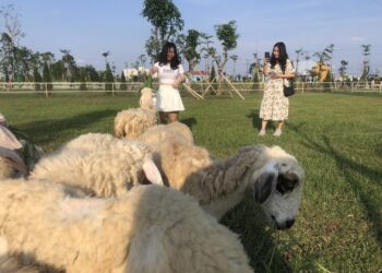 Trang trại cừu ở thành phố Bạc Liêu thu hút khách du lịch