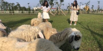 Trang trại cừu ở thành phố Bạc Liêu thu hút khách du lịch