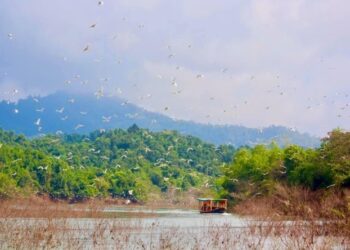 Vẻ nguyên sơ tại khu rừng Việt Nam đầu tiên tìm thấy ‘kỳ lân châu Á’ – sao la