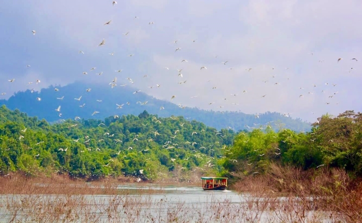 Vẻ nguyên sơ tại khu rừng Việt Nam đầu tiên tìm thấy ‘kỳ lân châu Á’ – sao la