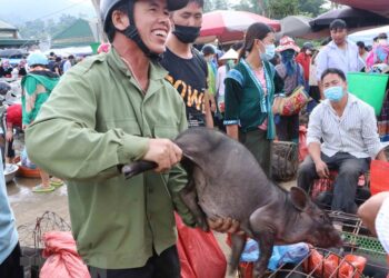 Hình ảnh độc đáo về chợ lợn cắp nách ở thành phố Lai Châu