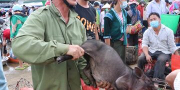 Hình ảnh độc đáo về chợ lợn cắp nách ở thành phố Lai Châu