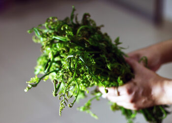 Ẩm thực đẹp từ đọt choại dân dã