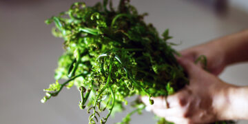 Ẩm thực đẹp từ đọt choại dân dã