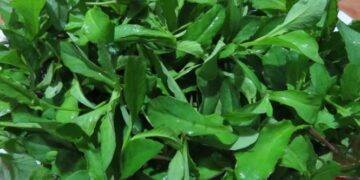 Gắp rau chua lẻ, quê nhà hiện ra