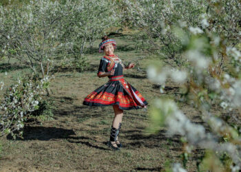 Xuất hiện vườn hoa mận nở trắng xóa gần Đà Lạt