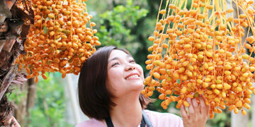 Check-in vườn chà là, không gian cổ tích ở miền Tây