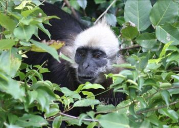 Nơi có đến 1.133 đảo đá vôi nhưng chỉ có 1 loài voọc cực hiếm