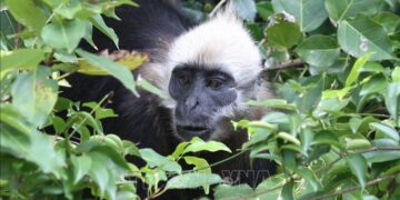 Nơi có đến 1.133 đảo đá vôi nhưng chỉ có 1 loài voọc cực hiếm