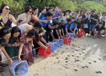 Tour độc đáo thả động vật về rừng, xem rùa đẻ trứng, ngắm thú ăn đêm