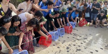 Tour độc đáo thả động vật về rừng, xem rùa đẻ trứng, ngắm thú ăn đêm