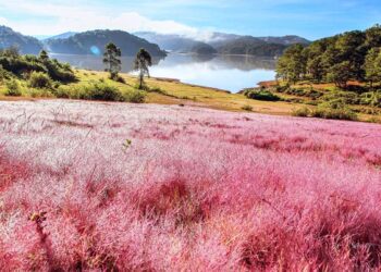 Đến đâu và làm sao để chụp ảnh cỏ hồng Đà Lạt đẹp?