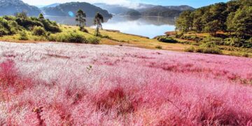 Đến đâu và làm sao để chụp ảnh cỏ hồng Đà Lạt đẹp?