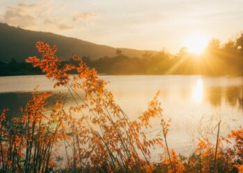 Vẻ đẹp mơ màng của vùng cao nguyên Di Linh mùa hoa vàng