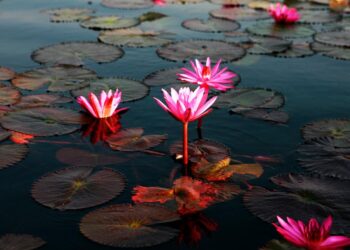 Lưu ý dành cho bạn khi đến biển hoa sen đỏ ở Thái Lan