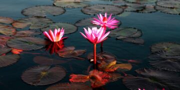 Lưu ý dành cho bạn khi đến biển hoa sen đỏ ở Thái Lan