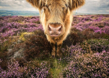 Du lịch qua 20 bức ảnh thiên nhiên đoạt giải gây kinh ngạc