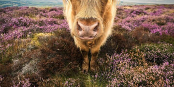 Du lịch qua 20 bức ảnh thiên nhiên đoạt giải gây kinh ngạc