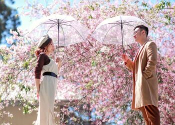 Ngoài Đà Lạt, mai anh đào còn nở đẹp những nơi nào?