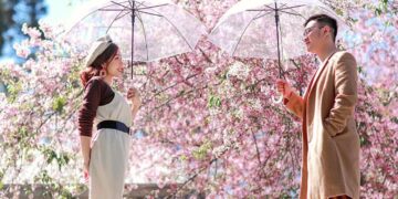 Ngoài Đà Lạt, mai anh đào còn nở đẹp những nơi nào?