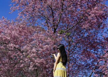 Tới lúc lên đường check-in với hoa mai anh đào Đà Lạt