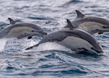 Đàn cá heo dẫn đường cho tàu ra đảo Trường Sa