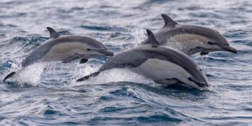 Đàn cá heo dẫn đường cho tàu ra đảo Trường Sa