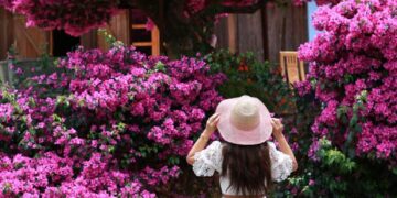 Cây hoa giấy đẹp ảo diệu ở Đà Lạt