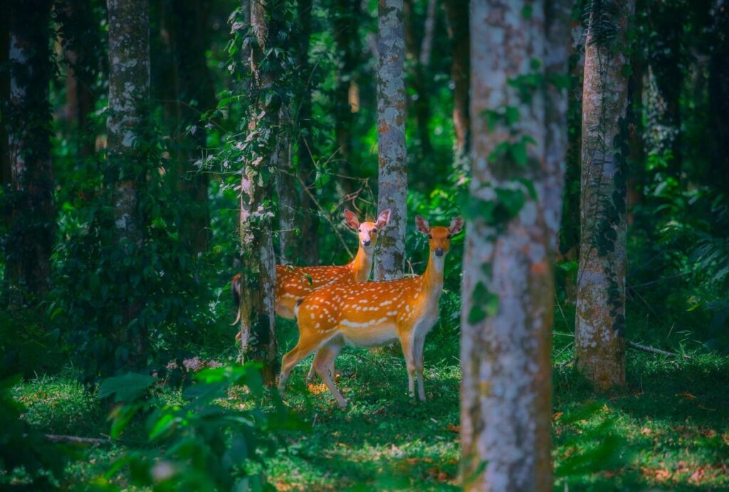 Sốt tour xem động vật hoang dã Vườn quốc gia Cúc Phương