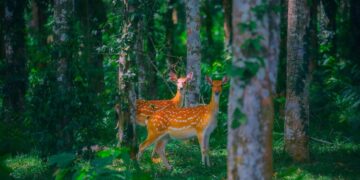 Sốt tour xem động vật hoang dã Vườn quốc gia Cúc Phương